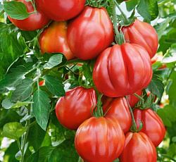 картинка Томат Амаури F1 5шт ц/п (Сады России) магазин Одежда+ являющийся официальным дистрибьютором в России 