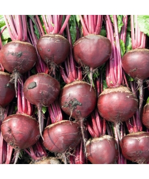 картинка Свекла Боро F1 50000шт (улучш.Пабло) Bejo магазин Одежда+ являющийся официальным дистрибьютором в России 