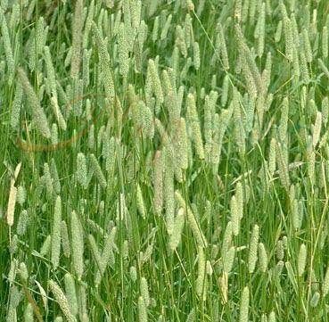 картинка Тимофеевка 25кг/м (+/- 2%) (Ал.Сад) магазин Одежда+ являющийся официальным дистрибьютором в России 