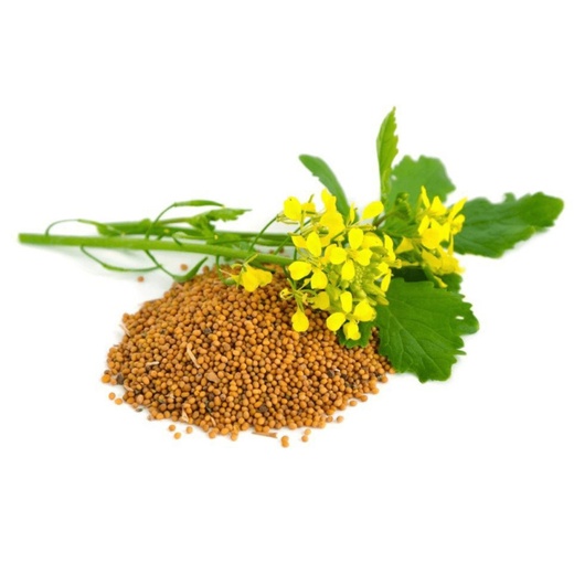 картинка Горчица белая фасовка 1кг (Ал.Сад) 5/25 магазин Одежда+ являющийся официальным дистрибьютором в России 