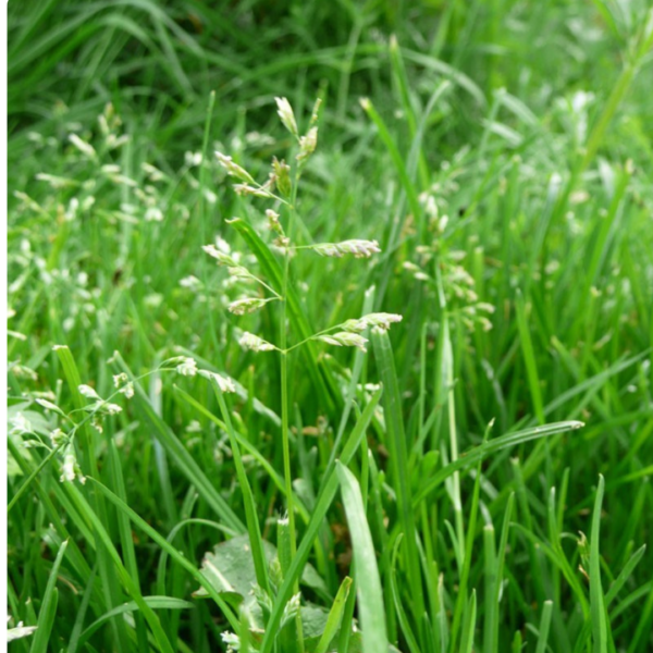 картинка Мятлик фасовка 1кг Ал.Сад магазин Одежда+ являющийся официальным дистрибьютором в России 