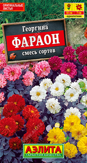 картинка Георгина Фараон, смесь 0,3г ц/п (Аэлита) 50см, махровая магазин Одежда+ являющийся официальным дистрибьютором в России 
