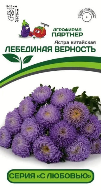 картинка Астра Лебединая верность, китайская 5шт (Партнер) Новинка магазин Одежда+ являющийся официальным дистрибьютором в России 