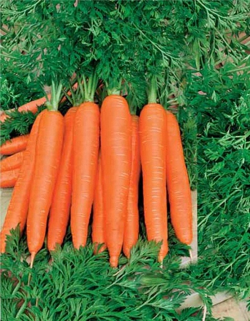 картинка Морковь Осенний король 2г б/п (ВХ) магазин Одежда+ являющийся официальным дистрибьютором в России 