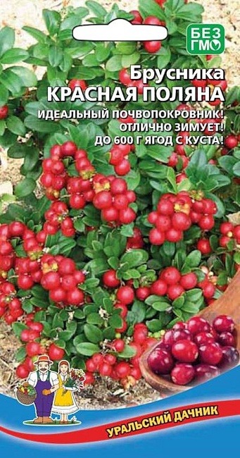 картинка Брусника Красная поляна 20шт ц/п (УД) магазин Одежда+ являющийся официальным дистрибьютором в России 