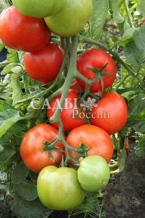 картинка Томат Ерофеич F1 12шт ц/п (Сады России) ранний,150см,300г магазин Одежда+ являющийся официальным дистрибьютором в России 