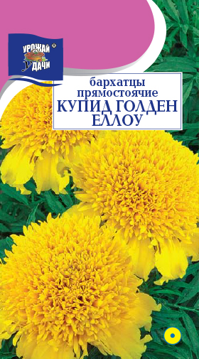картинка Бархатцы Купид Гольден Еллоу 0,2г ц/п *(УУ) махр 25см/8см  магазин Одежда+ являющийся официальным дистрибьютором в России 