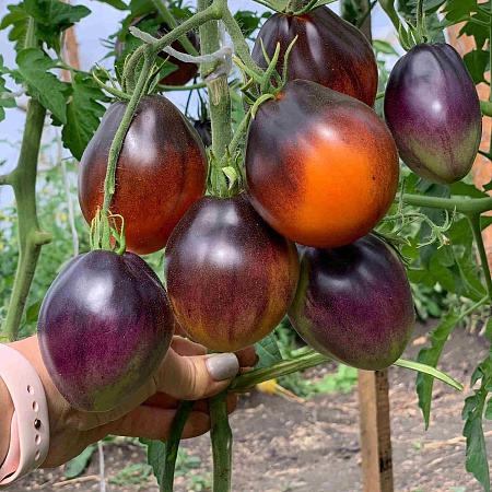 картинка Томат Темный Лорд 5шт ц/п (Сады России) антоциановый окрас,ср/ранний,180см,200г магазин Одежда+ являющийся официальным дистрибьютором в России 