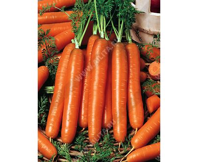 Морковь Бессердцевидная 1кг (ПрСидс)