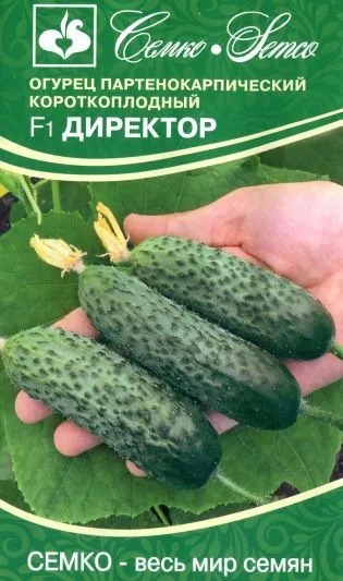 картинка Огурец Директор F1 5шт (Семко) партенокарп магазин Одежда+ являющийся официальным дистрибьютором в России 