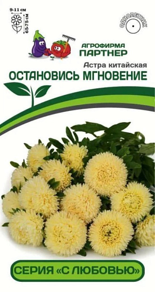 картинка Астра Остановись мгновение, китайская 5шт (Партнер) Новинка магазин Одежда+ являющийся официальным дистрибьютором в России 