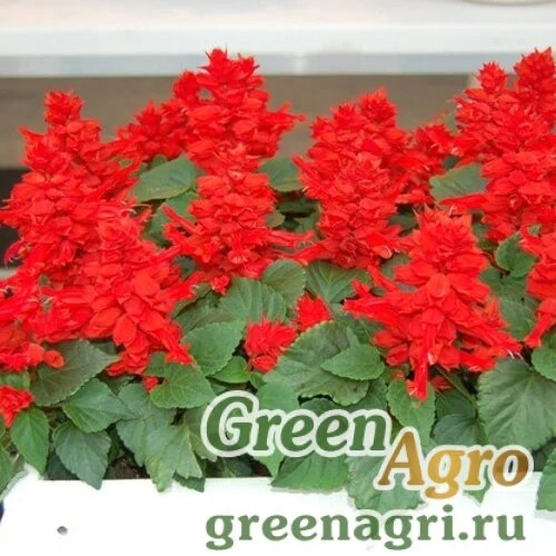 картинка Сальвия Редди Брайт Ред 100шт Витагрин Профи магазин Одежда+ являющийся официальным дистрибьютором в России 