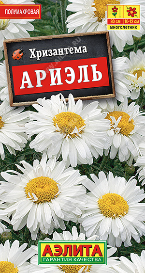 картинка Хризантема Ариэль 0,1г ц/п (Аэлита) белая, полумахровая магазин Одежда+ являющийся официальным дистрибьютором в России 