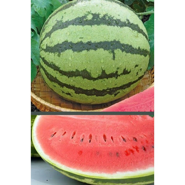 картинка Арбуз Розовый мед (ГС) ц/п (УД) магазин Одежда+ являющийся официальным дистрибьютором в России 