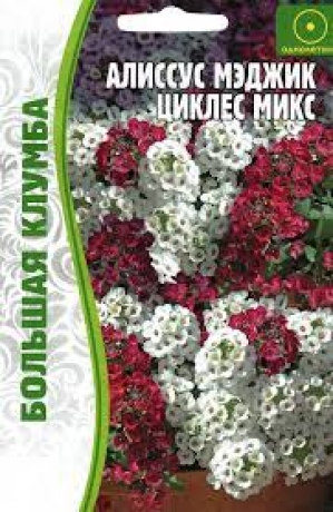 картинка Алиссум Magic Cycles Mix 0,1г (Григорьев) магазин Одежда+ являющийся официальным дистрибьютором в России 