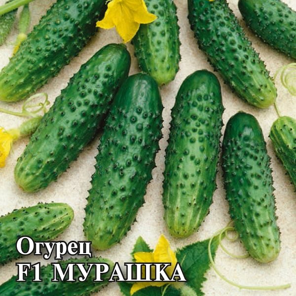 картинка Огурец Мурашка F1 100шт (Гавриш) магазин Одежда+ являющийся официальным дистрибьютором в России 