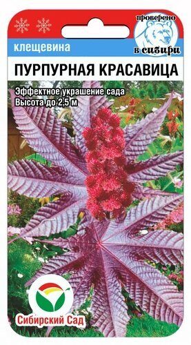 картинка Клещевина Пурпурная красавица 5шт (СибСад) магазин Одежда+ являющийся официальным дистрибьютором в России 