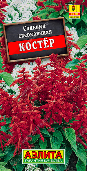 картинка Сальвия Костер 0,1г ц/п (Аэлита) 50-60см магазин Одежда+ являющийся официальным дистрибьютором в России 