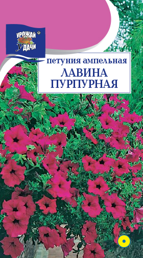 картинка Петуния Лавина Пурпурная F1 8шт ц/п (УУ) амп магазин Одежда+ являющийся официальным дистрибьютором в России 