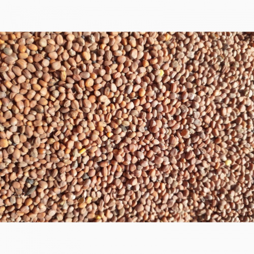 картинка Редька Масличная фасовка 1кг 5/ магазин Одежда+ являющийся официальным дистрибьютором в России 