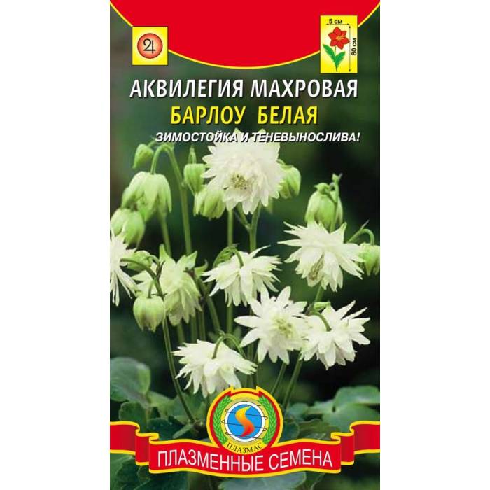 картинка Аквилегия Барлоу Белая 9шт махровая ц/п (ПлазмаС) магазин Одежда+ являющийся официальным дистрибьютором в России 