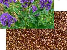 картинка Люцерна 25кг/м (+/- 2%) (Ал.Сад) магазин Одежда+ являющийся официальным дистрибьютором в России 