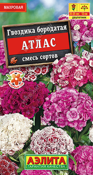 картинка Гвоздика турецкая Атлас, махровая смесь ц/п (Аэлита) магазин Одежда+ являющийся официальным дистрибьютором в России 