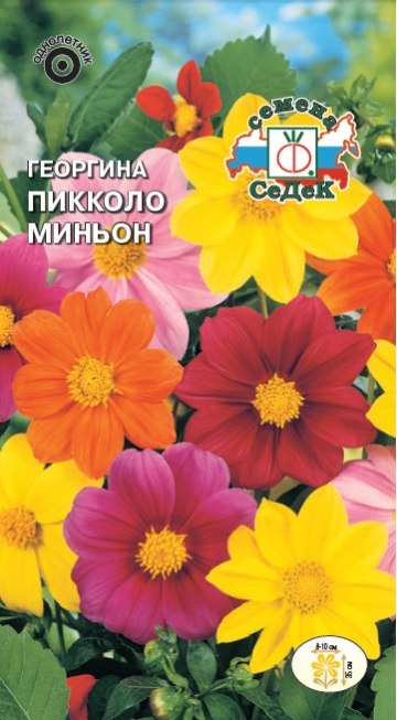 картинка Георгина Пикколо миньон 0,2г ц/п (Седек) магазин Одежда+ являющийся официальным дистрибьютором в России 