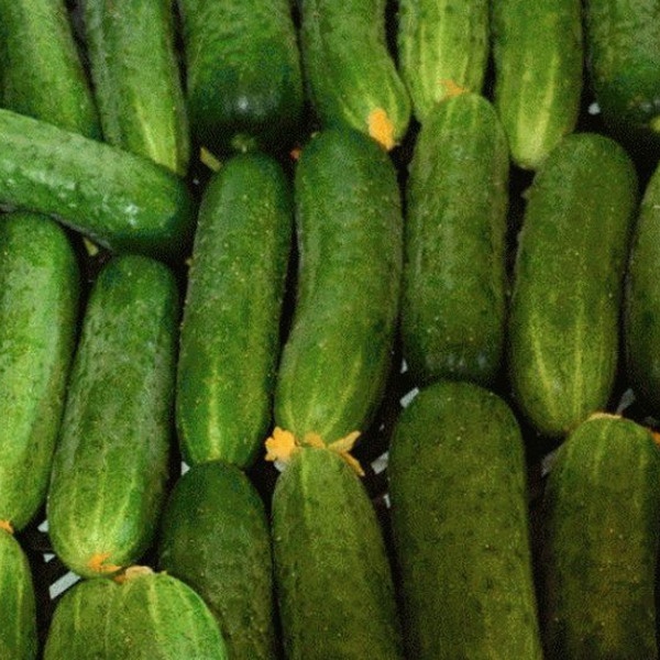 картинка Огурец Маша F1 1000шт (Seminis) магазин Одежда+ являющийся официальным дистрибьютором в России 