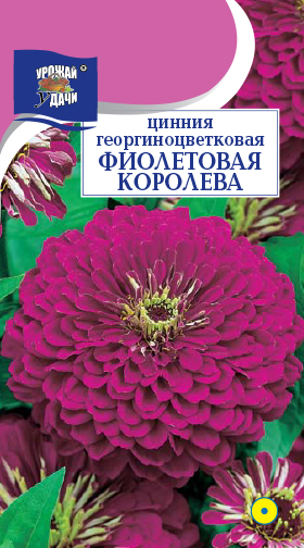 картинка Цинния Фиолетовая королева 0,3 г ц/п (УУ) георгин. магазин Одежда+ являющийся официальным дистрибьютором в России 