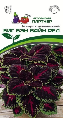 картинка Колеус Биг Бэн Вайн Ред 5шт (Партнер) Новинка магазин Одежда+ являющийся официальным дистрибьютором в России 