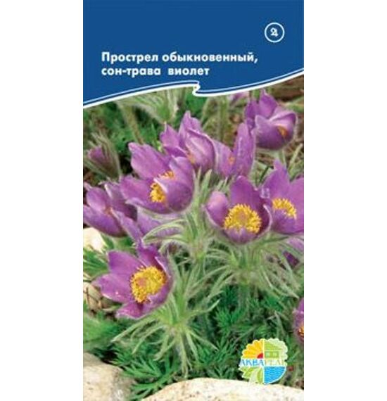 картинка Прострел сон-трава фиолетовый (Акварель) магазин Одежда+ являющийся официальным дистрибьютором в России 