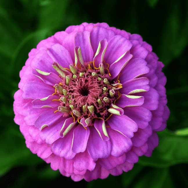 картинка Цинния Фиолетовая королева 0,3г ц/п (З/Сотка) магазин Одежда+ являющийся официальным дистрибьютором в России 