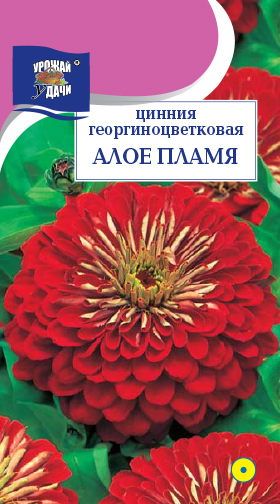 картинка Цинния Алое пламя 0,3г ц/п (УУ) георгин. магазин Одежда+ являющийся официальным дистрибьютором в России 