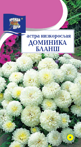 картинка Астра Доминика Бланш 0,2г ц/п (УУ) низкоросл. магазин Одежда+ являющийся официальным дистрибьютором в России 