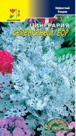 картинка Цинерария Серебряный Бор 0,1г ц/п (ЦвСад) магазин Одежда+ являющийся официальным дистрибьютором в России 