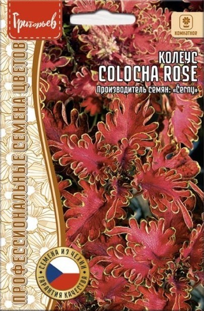 картинка Колеус Colocha Rose F1 5шт (Григорьев) магазин Одежда+ являющийся официальным дистрибьютором в России 