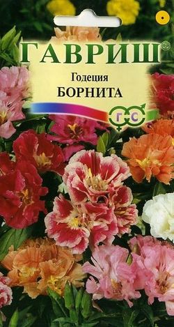 картинка Годеция Борнита, смесь 0,05г ц/п (Гавриш) низкая магазин Одежда+ являющийся официальным дистрибьютором в России 