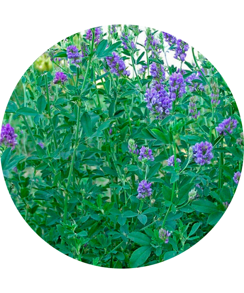 картинка Люцерна VERKO РС1 синяя первой репродукции 50кг/м Германия магазин Одежда+ являющийся официальным дистрибьютором в России 