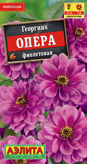 картинка Георгина Опера Фиолетовая 7шт ц/п (Аэлита) магазин Одежда+ являющийся официальным дистрибьютором в России 