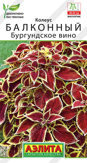 картинка Колеус Бургундское вино балконный 5шт ц/п (Аэлита) магазин Одежда+ являющийся официальным дистрибьютором в России 