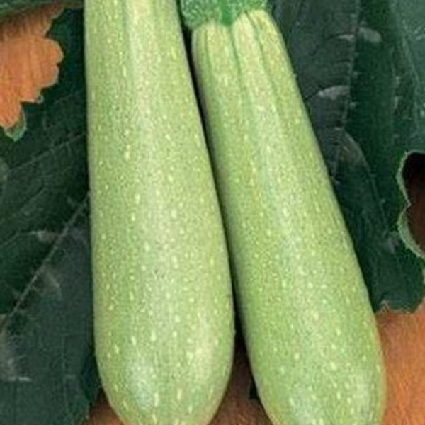 картинка Кабачок Искандер F1 1000шт (Seminis) магазин Одежда+ являющийся официальным дистрибьютором в России 