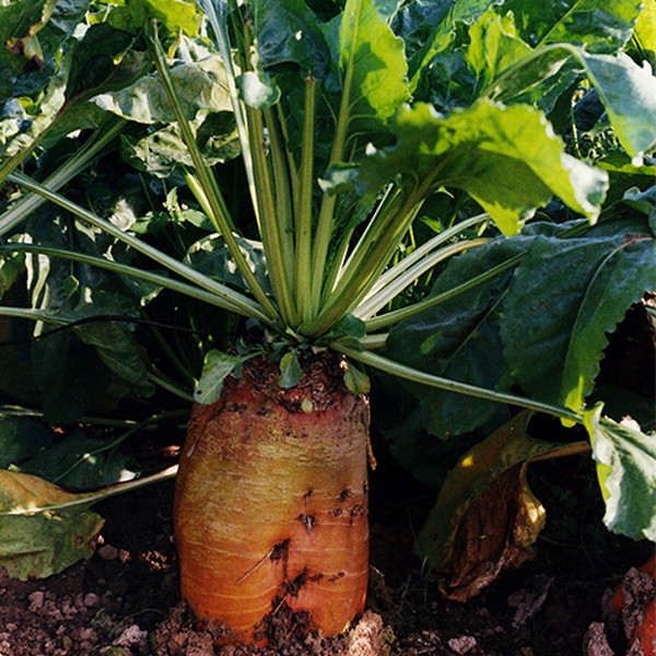 картинка Свекла кормовая Бригадир 5кг/м (+/- 2%) (Россия/Великобритания) (отбивается кратно 5!) магазин Одежда+ являющийся официальным дистрибьютором в России 