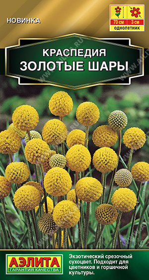 картинка Краспедия Золотые шары 0,05г ц/п (Аэлита) магазин Одежда+ являющийся официальным дистрибьютором в России 