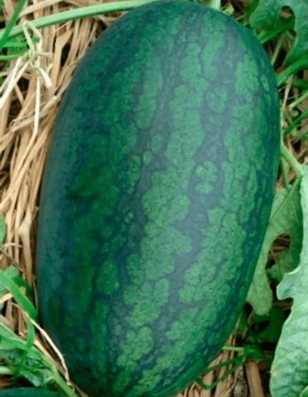 картинка Арбуз Уральский скороспел 3шт ц/п б/ф (УД) магазин Одежда+ являющийся официальным дистрибьютором в России 