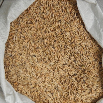 картинка Овес 30кг/м (Ал.Сад) магазин Одежда+ являющийся официальным дистрибьютором в России 