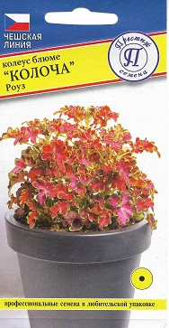 картинка Колеус Колоча Роуз 5шт (Престиж) магазин Одежда+ являющийся официальным дистрибьютором в России 