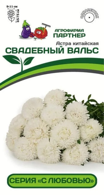 картинка Астра Свадебный вальс, китайская 5шт (Партнер) магазин Одежда+ являющийся официальным дистрибьютором в России 