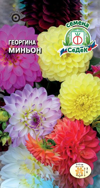 картинка Георгина Миньон, смесь 0,2г ц/п (Седек) низкорослая магазин Одежда+ являющийся официальным дистрибьютором в России 