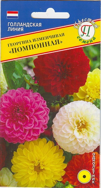 картинка Георгина Помпонная смесь 10шт (Престиж) 120см магазин Одежда+ являющийся официальным дистрибьютором в России 